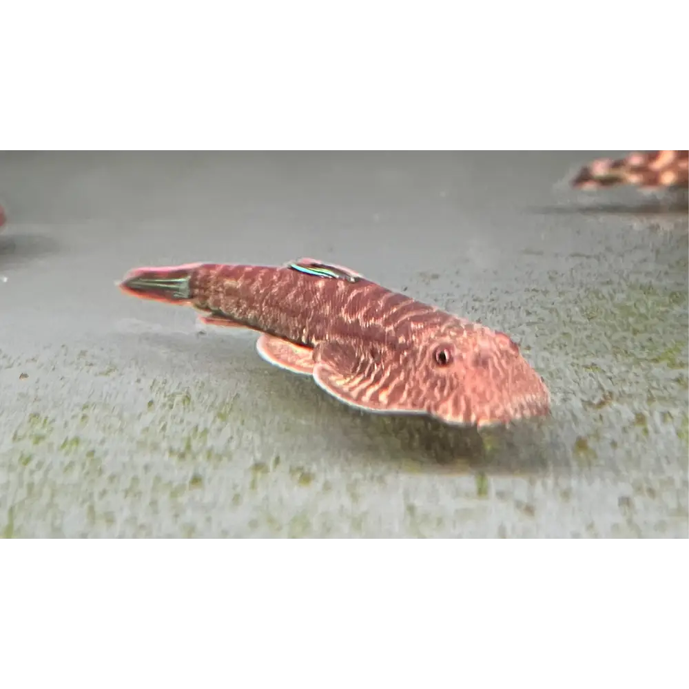 Blue Tail Borneo Sucker Topick Aquarium