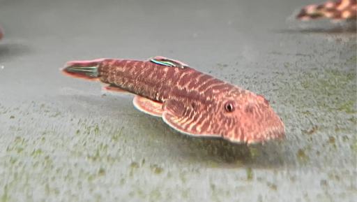 Blue tail borneo sucker