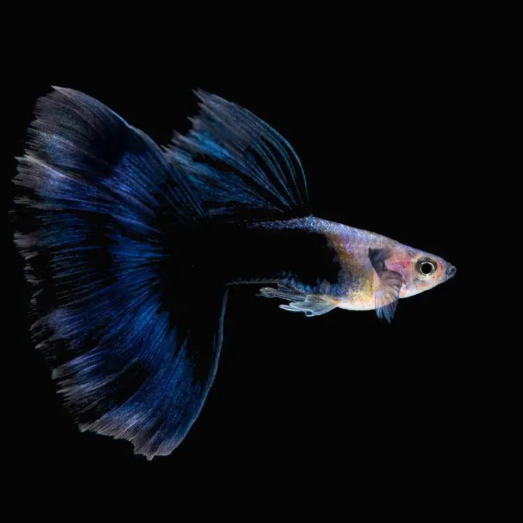 Affordable ikan guppy For Sale, Pet Supplies