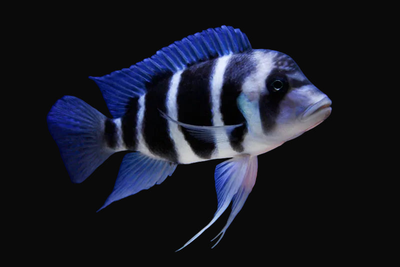 Blue Zaire Frontosa (Cyphotilapia gibberosa)
