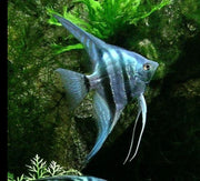 Blue Zebra Angelfish - Topick Aquarium