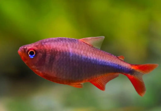 Blueberry tetra - 1 fish - livestock