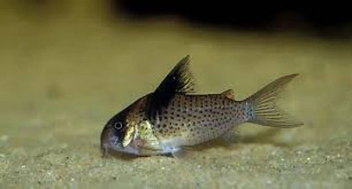 Bluespotted cory - animals & pet supplies