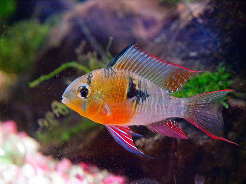 Bolivian Ram - Topick Aquarium