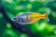 Bosemani rainbowfish - livestock