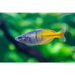 Bosemani rainbowfish - livestock