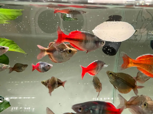 Bosemani rainbowfish - livestock