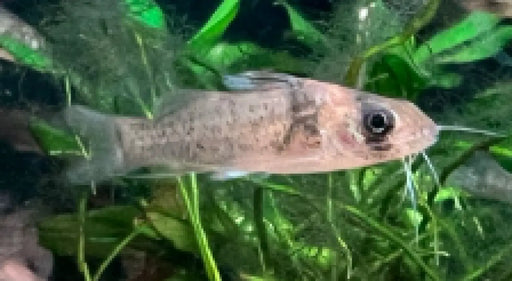 Brachyrhamdia imitator - animals & pet supplies