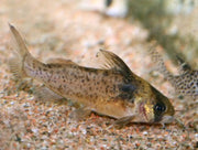 Brachyrhamdia imitator - animals & pet supplies