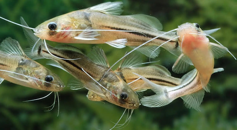 Brachyrhamdia meesi - animals & pet supplies