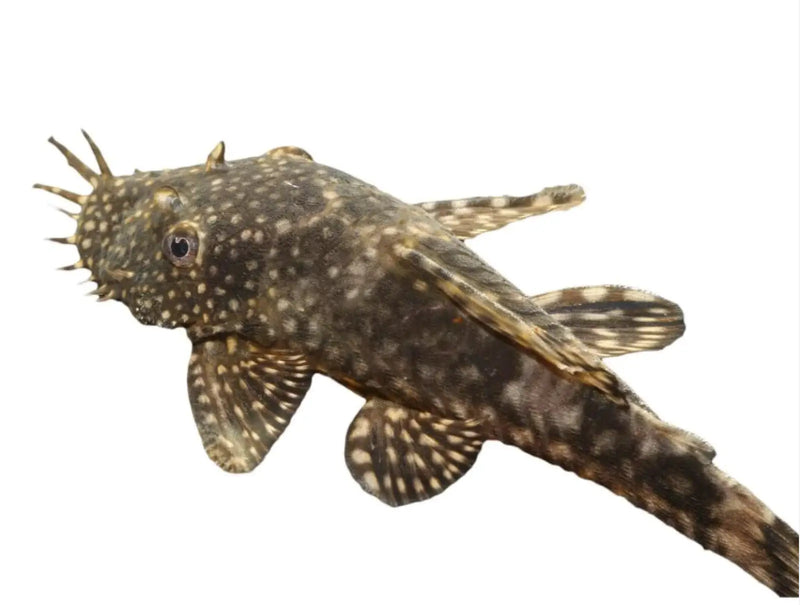 Bristlenose Pleco - Shortfin (~4–6 cm) - Topick Aquarium