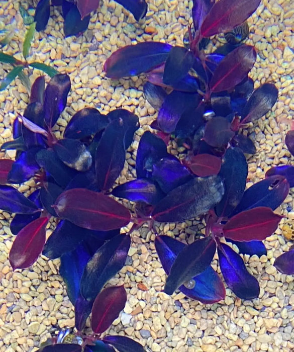 Bucephalandra sp. ’black angel’ [submersed] - regular