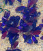 Bucephalandra sp. ’black angel’ [submersed] - regular