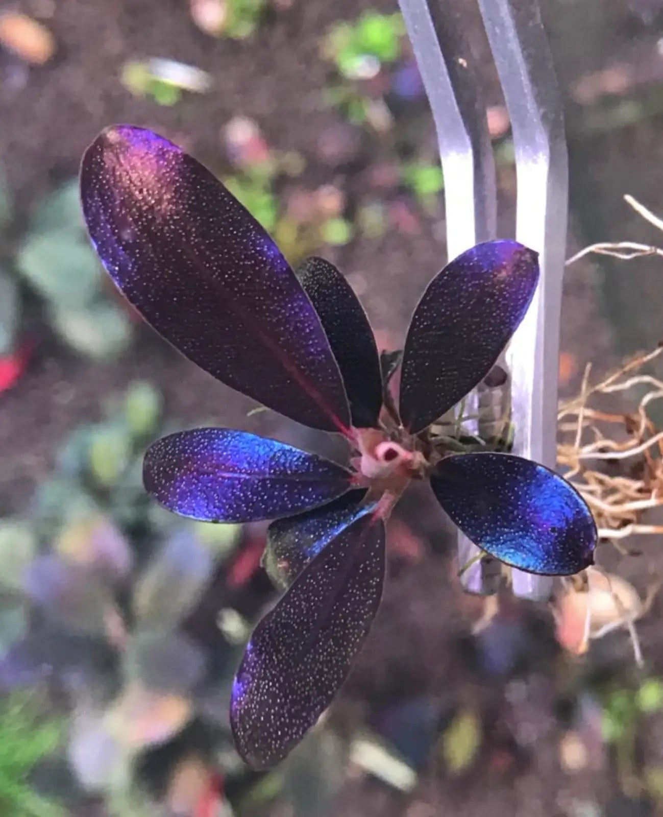 Topick Aquarium - Bucephalandra sp. 'Black Angel'