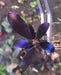 Bucephalandra sp. ’black angel’ [submersed] - regular