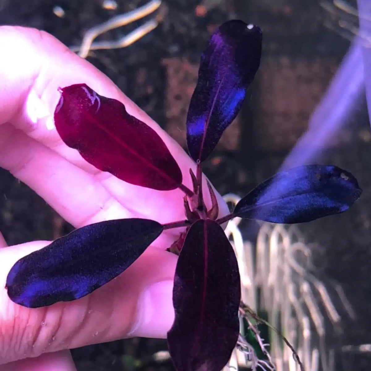Topick Aquarium - Bucephalandra sp. 'Black Angel'