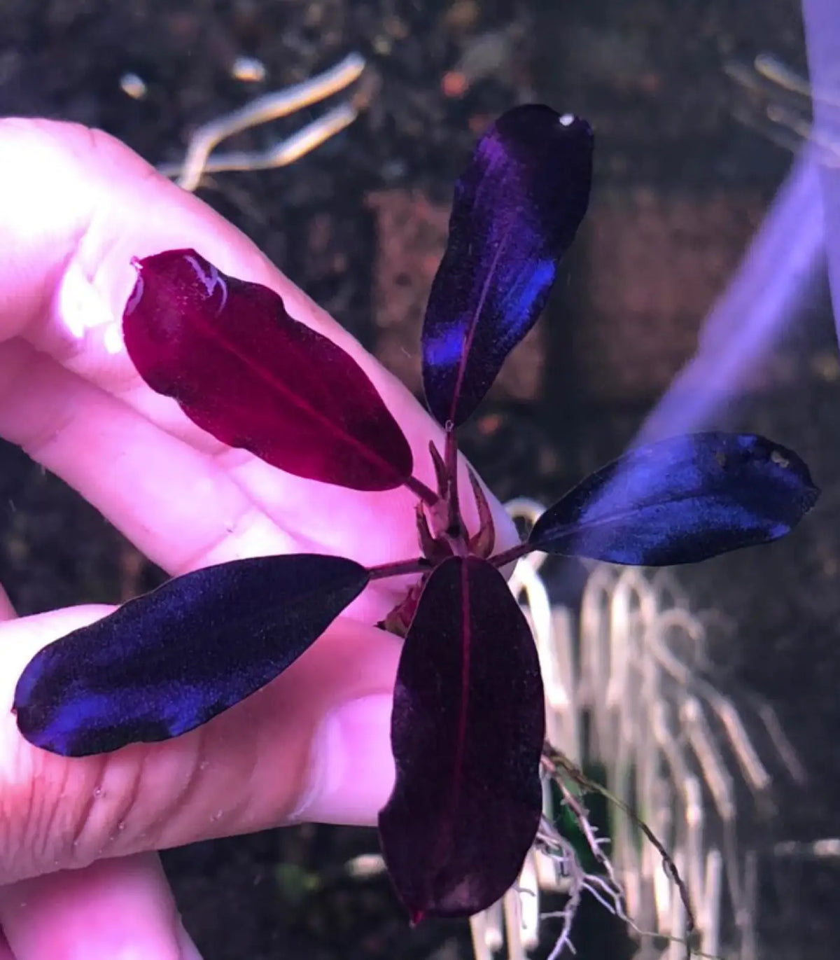 Topick Aquarium - Bucephalandra sp. 'Black Angel'