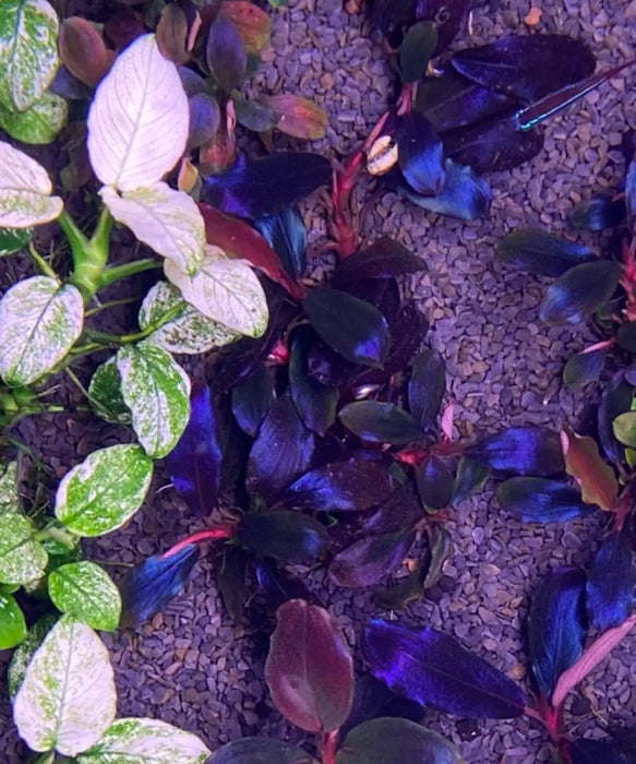Bucephalandra sp. ’black angel’ [submersed] - regular