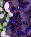 Bucephalandra sp. ’black angel’ [submersed] - regular