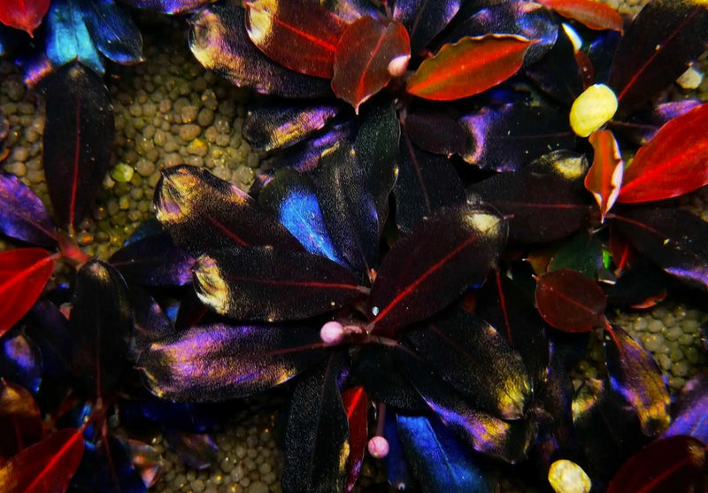 Topick Aquarium - Bucephalandra sp. 'Black Angel'