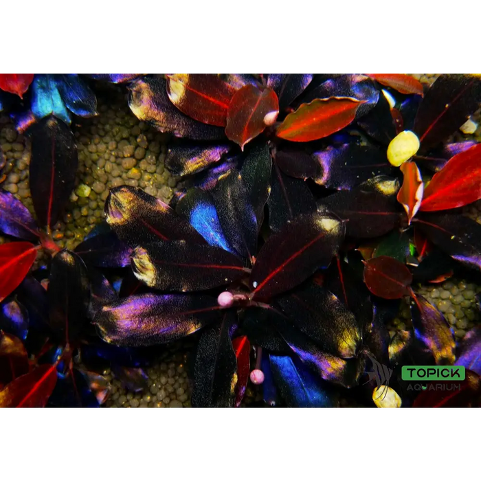 Topick Aquarium - Bucephalandra sp. 'Black Angel' Topick Aquarium - Bucephalandra sp. 'Black Angel'