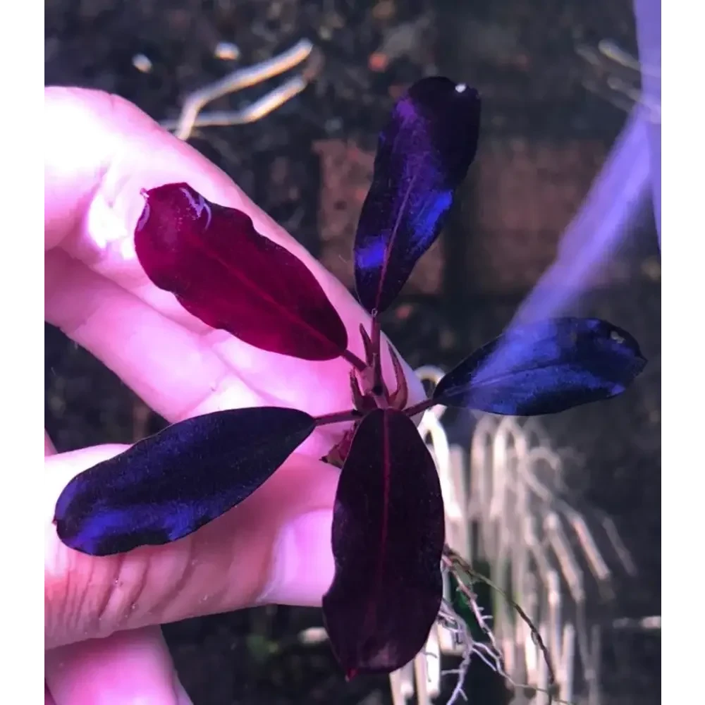 Topick Aquarium Bucephalandra sp. 'Black Angel' [Submersed]