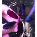 Bucephalandra sp. ’black angel’ [submersed] - regular