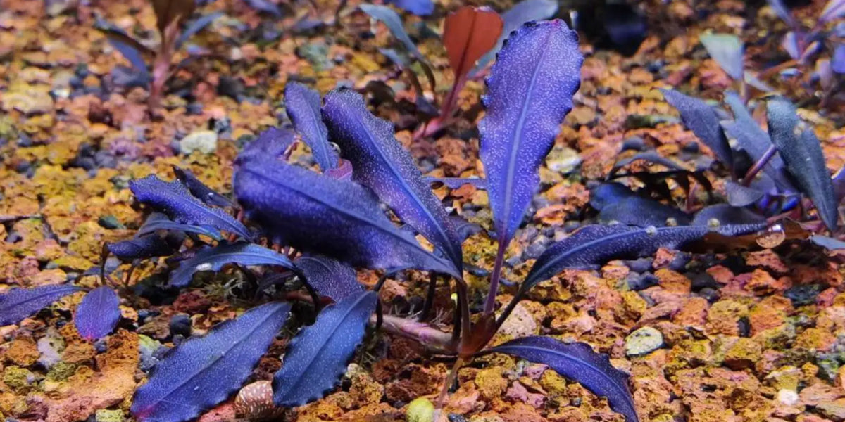 bucephalandra-sp-brownie-ghost