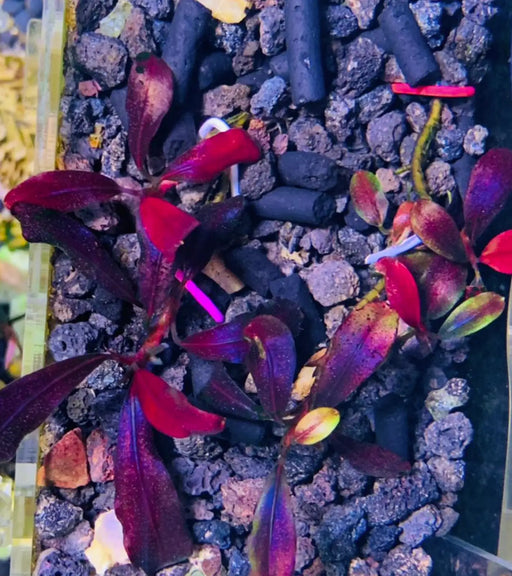 Bucephalandra sp. ’brownie ghost 2012’ [submersed]