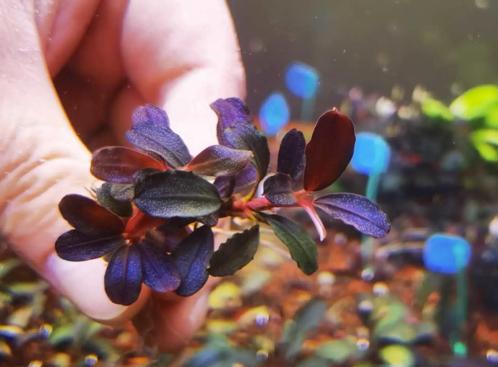 Bucephalandra sp. Blue Purple特大群生株 Bucephalandra sp
