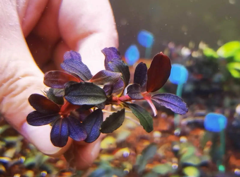 Bucephalandra sp. ’brownie purple’ [submersed] - 1 portion