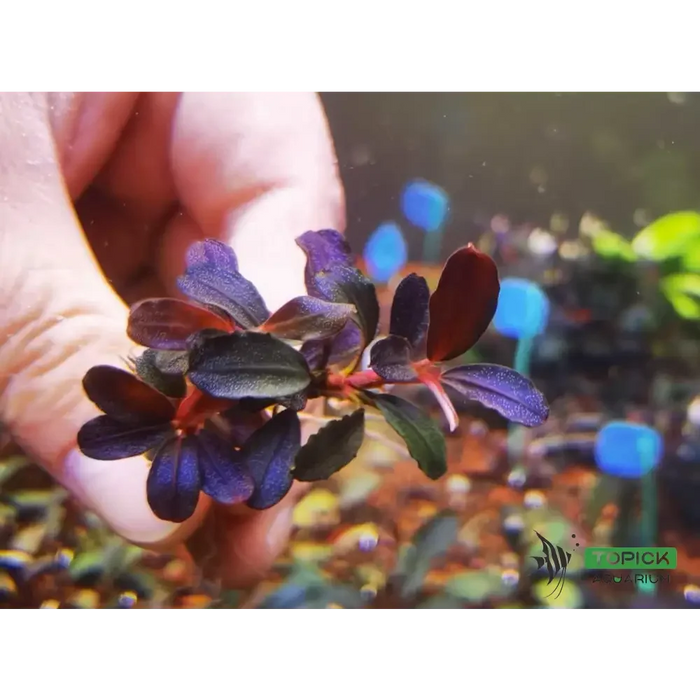 Bucephalandra sp. ’brownie purple’ [submersed] - 1