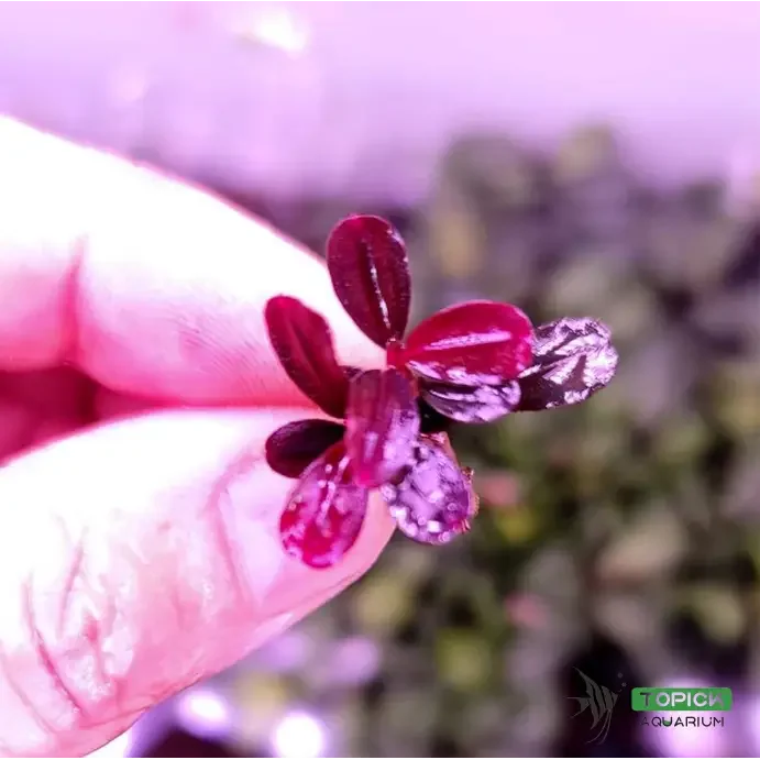 Bucephalandra sp. ’brownie purple’ [submersed] - 1