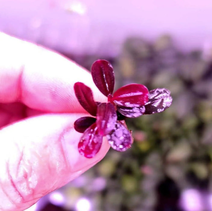 Bucephalandra sp. ’brownie purple’ [submersed] - 1 portion