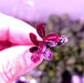 Bucephalandra sp. ’brownie purple’ [submersed] - 1 portion