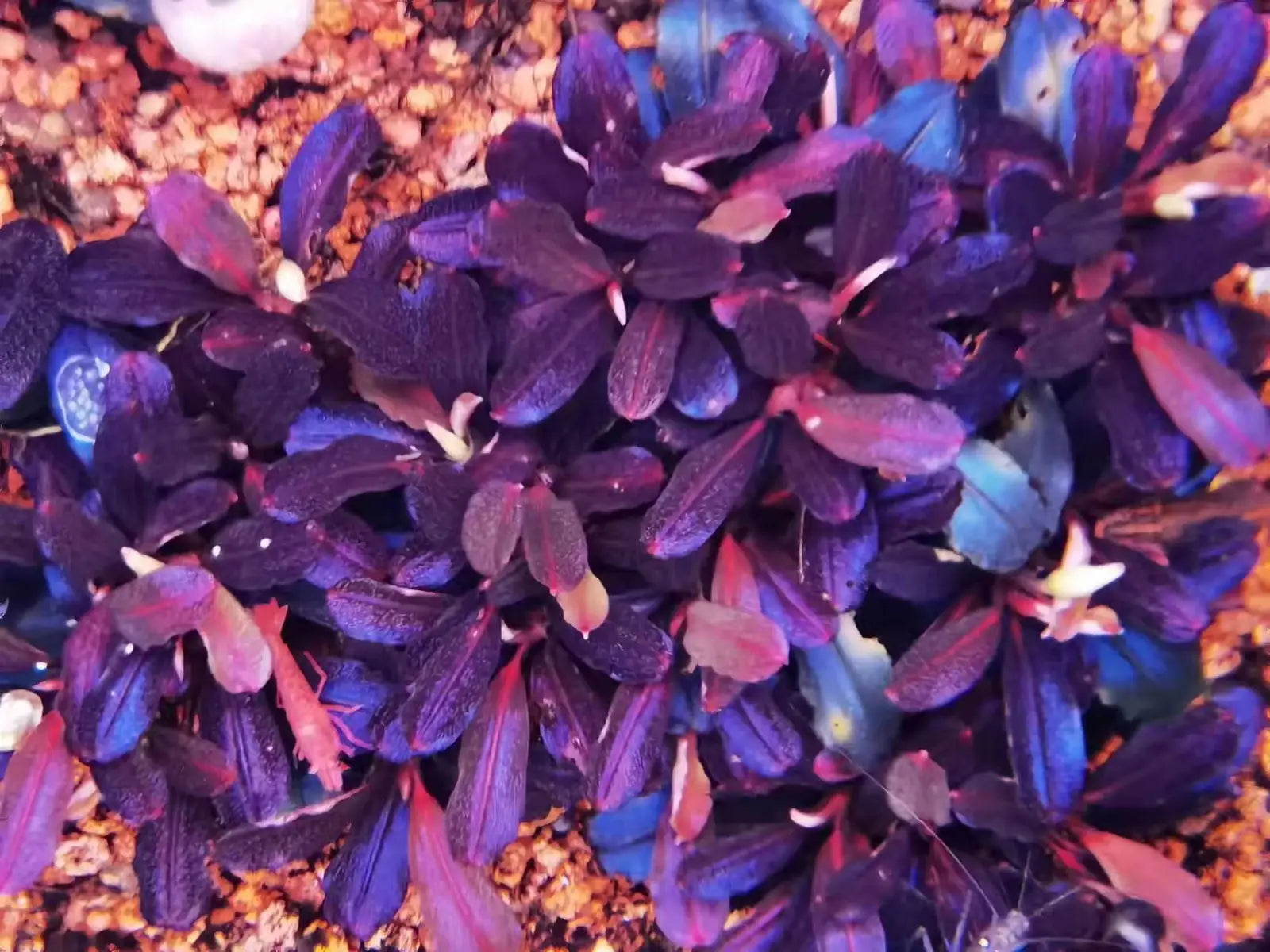 Bucephalandra sp. 
