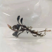 Bucephalandra sp. ’brownie purple’ [submersed] - 1 portion