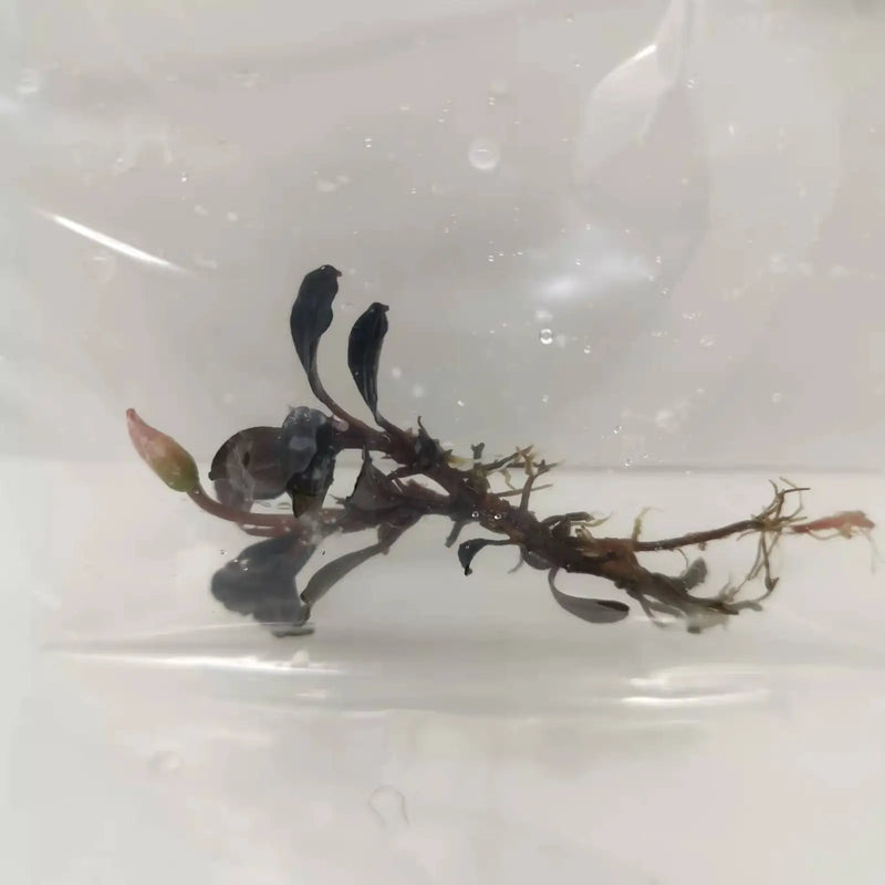 Bucephalandra sp. ’brownie purple’ [submersed] - 1 portion
