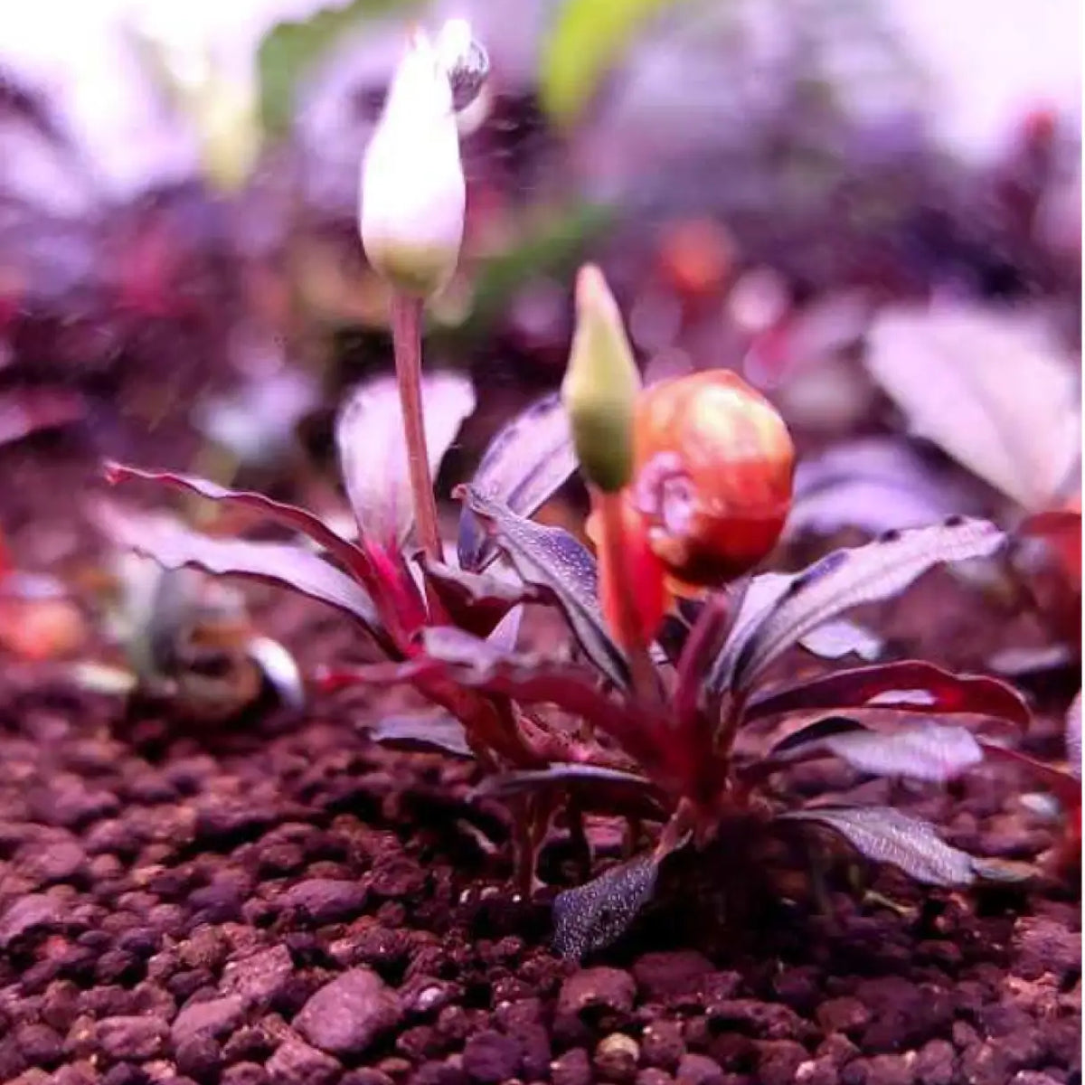 Topick Aquarium - Bucephalandra sp. 'Brownie Purple'