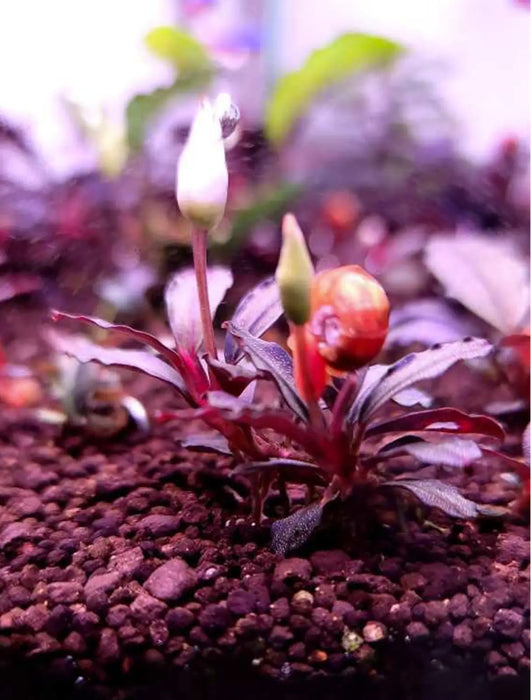 Bucephalandra sp. ’brownie purple’ [submersed] - 1 portion