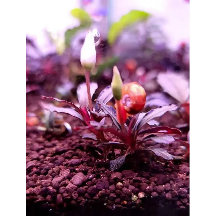 Bucephalandra sp. ’brownie purple’ [submersed] - 1