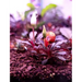 Bucephalandra sp. ’brownie purple’ [submersed] - 1