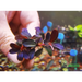 Bucephalandra sp. ’brownie purple’ [submersed] - 1