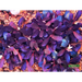 Bucephalandra sp. ’brownie purple’ [submersed] - 1