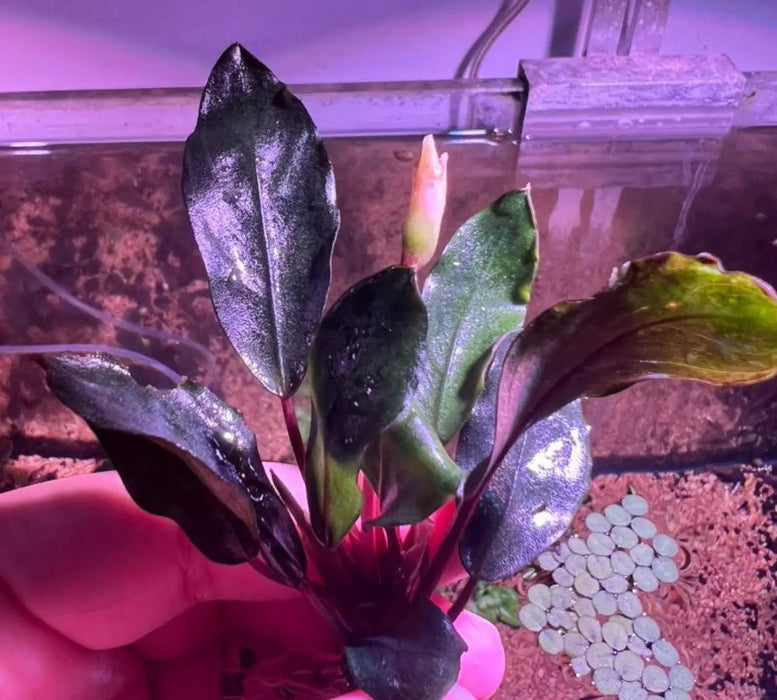 Bucephalandra sp. ’cypress’ [submersed] - regular (~2cm