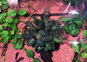 Bucephalandra sp. ’cypress’ [submersed] - regular (~2cm