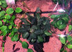 Bucephalandra sp. ’cypress’ [submersed] - regular (~2cm