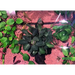 Bucephalandra sp. ’cypress’ [submersed] - regular (~2cm