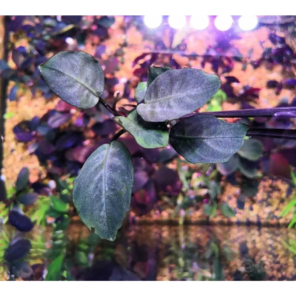 Bucephalandra sp. 'Cypress' [Submersed] - Topick Aquarium