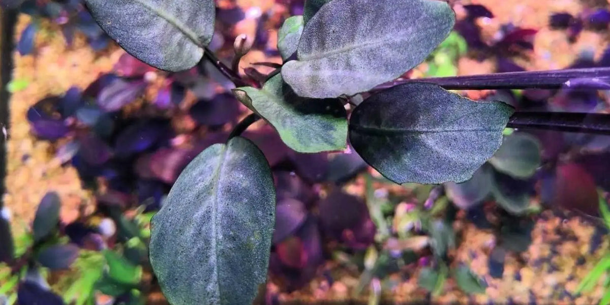 Topick Aquarium - Bucephalandra sp. 'Cypress' [Submersed]